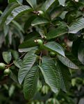 Psidium guajava