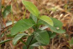 Psidium guajava