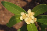 Eugenia malangensis