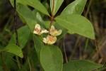 Eugenia malangensis