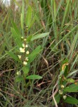 Eugenia malangensis