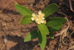 Eugenia malangensis