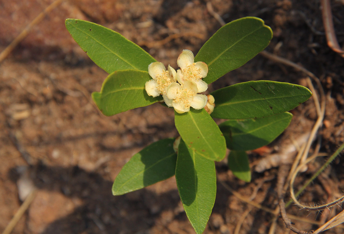 Eugenia malangensis