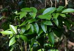 Eugenia natalitia
