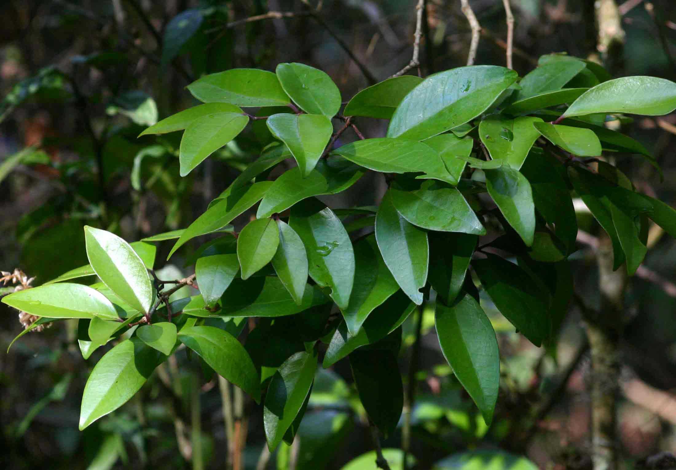 Eugenia natalitia