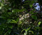 Eugenia natalitia