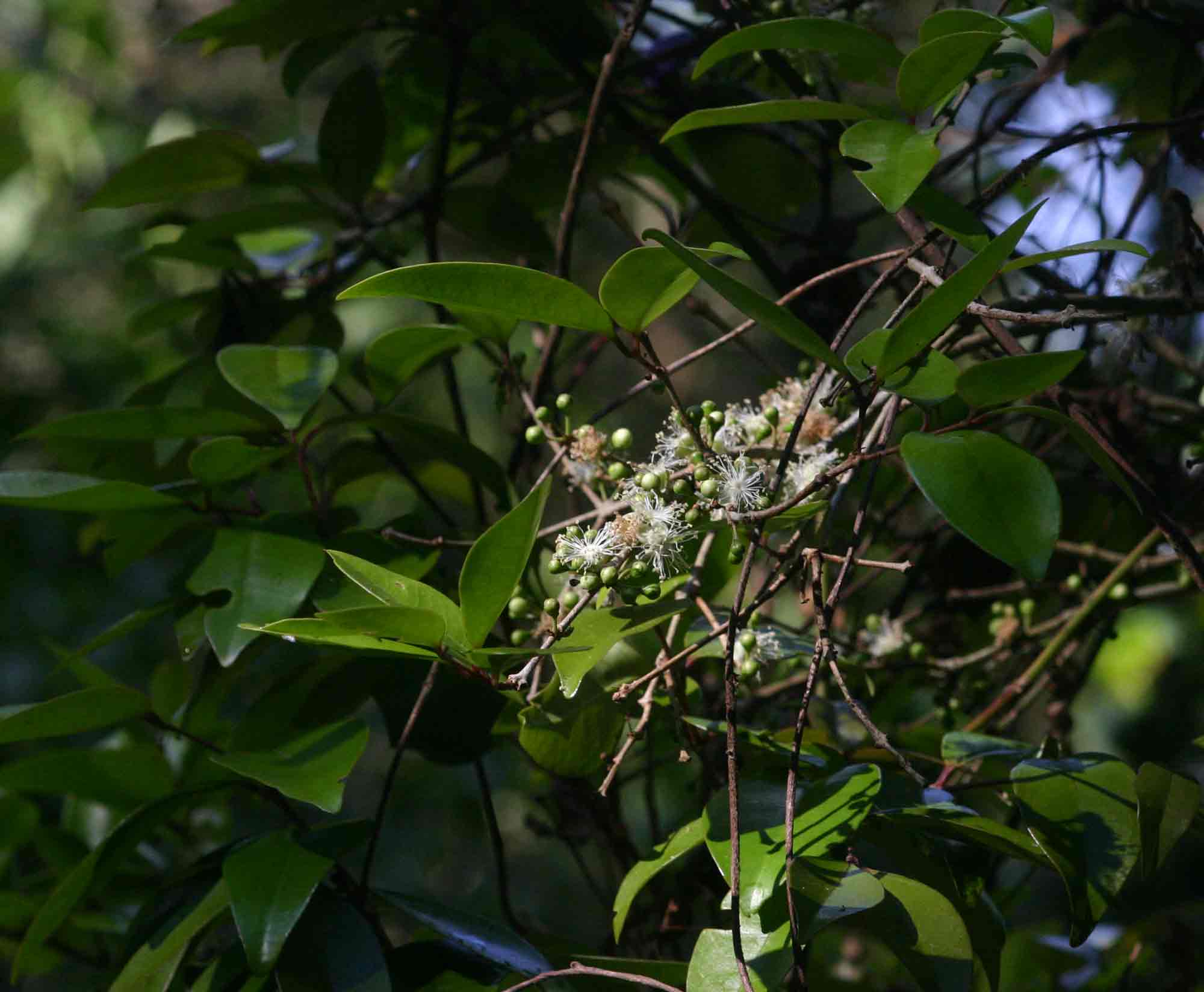 Eugenia natalitia