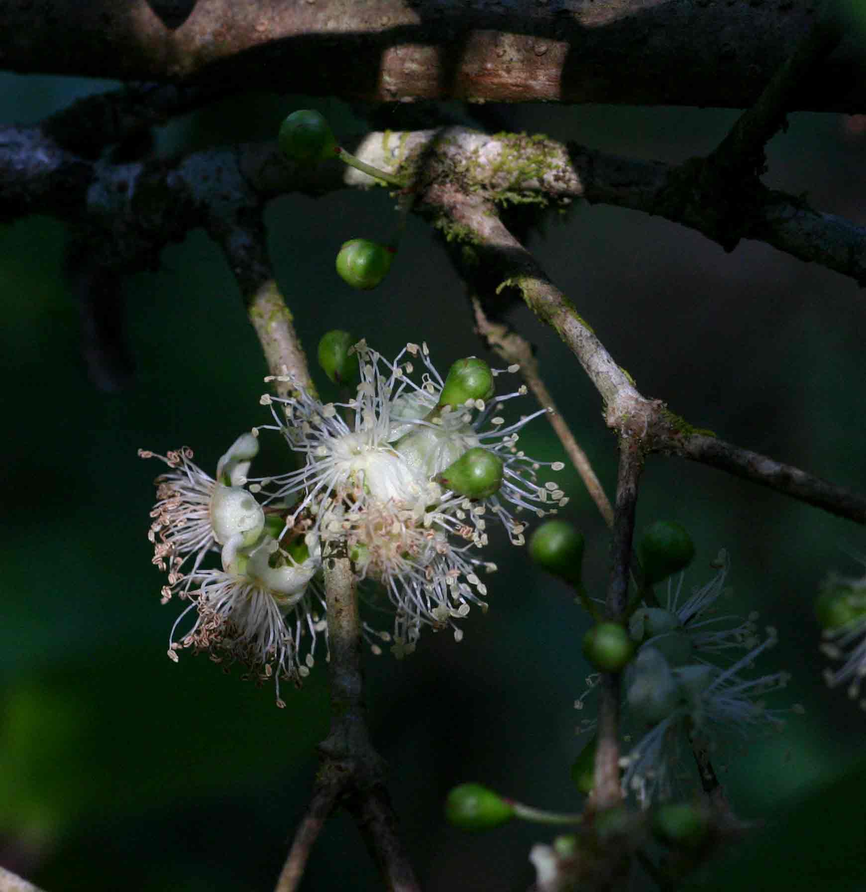 Eugenia natalitia