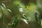Eugenia natalitia