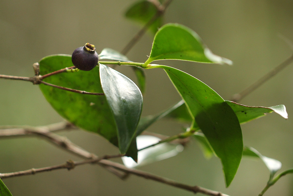 Eugenia natalitia