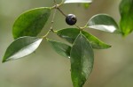 Eugenia natalitia