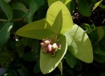 Syzygium cordatum