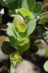 Syzygium cordatum
