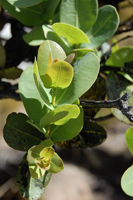 Syzygium cordatum