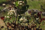 Syzygium cordatum
