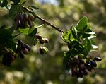 Syzygium cordatum