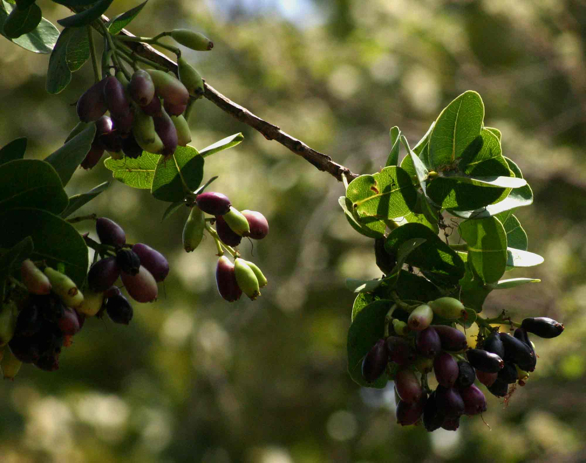 Syzygium cordatum