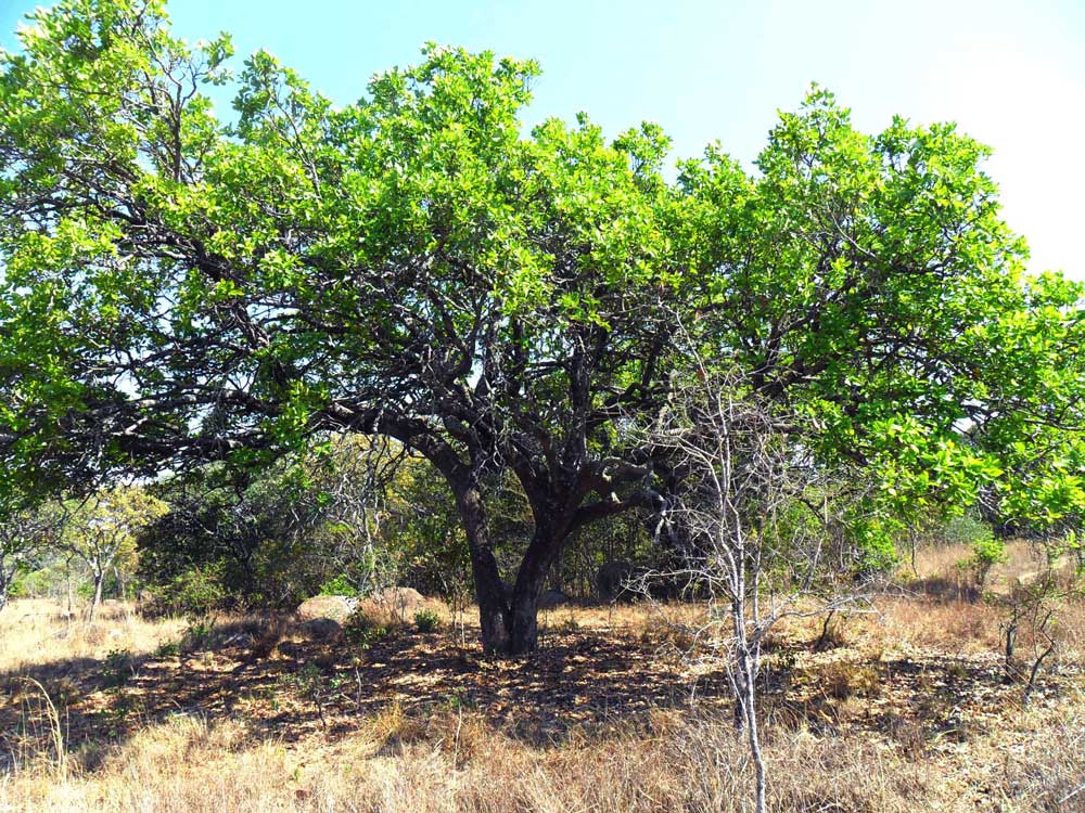 Syzygium guineense subsp. guineense