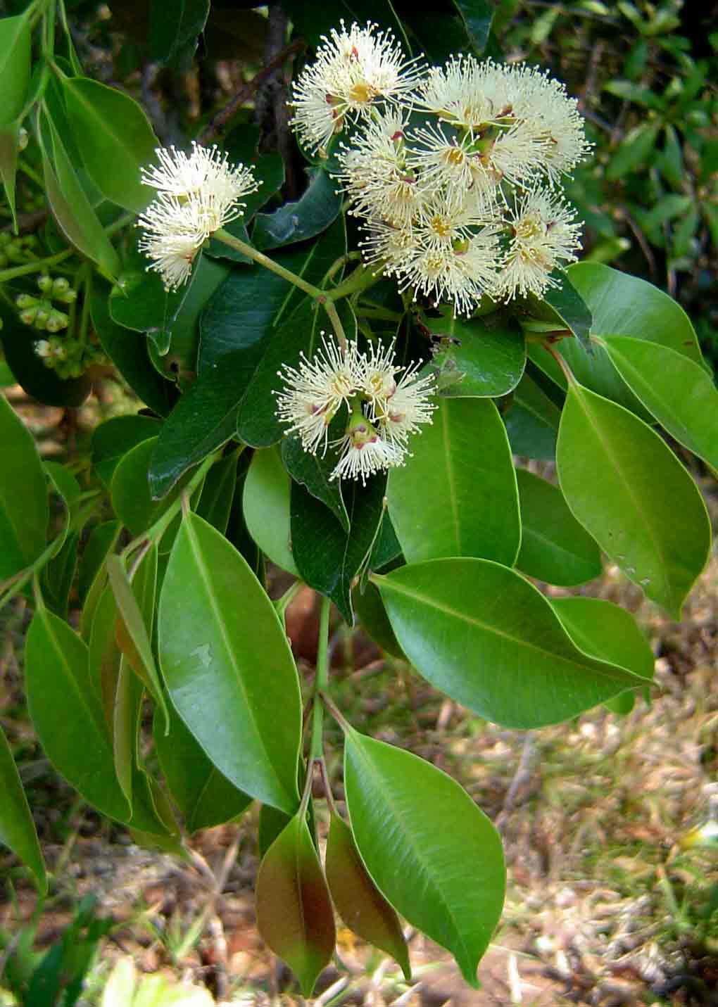 Syzygium guineense subsp. afromontanum