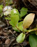 Syzygium guineense subsp. huillense