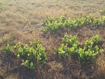 Syzygium guineense subsp. huillense