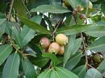 Syzygium jambos