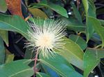 Syzygium jambos