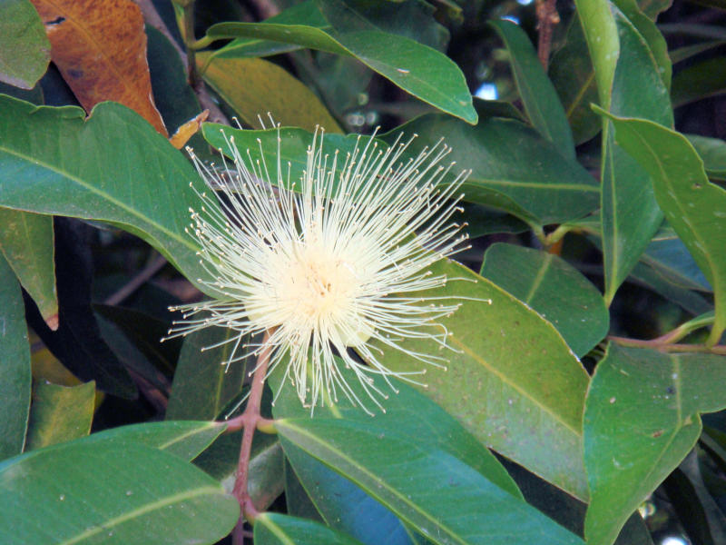 Syzygium jambos