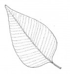 Syzygium owariense