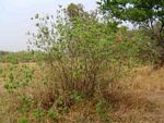 Callistemon viminalis