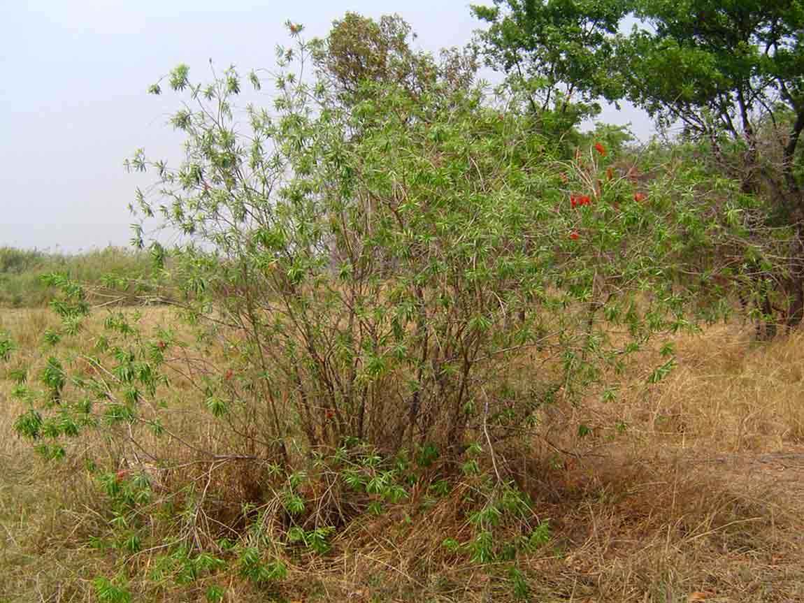 Callistemon viminalis