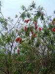 Callistemon viminalis
