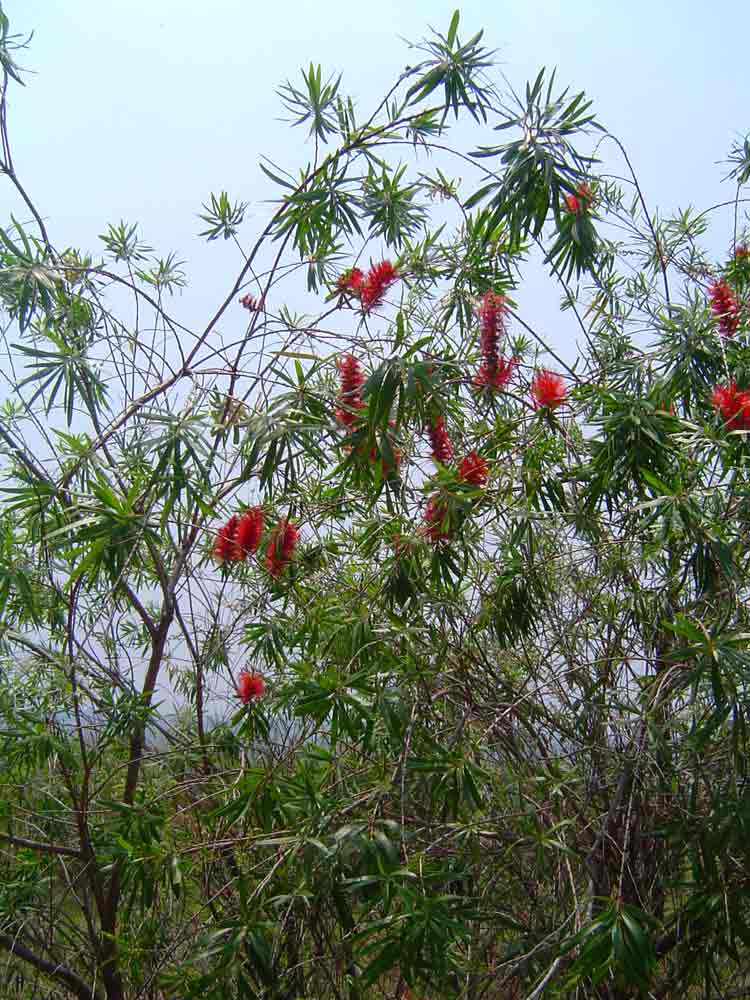 Callistemon viminalis