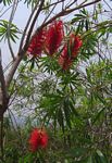 Callistemon viminalis