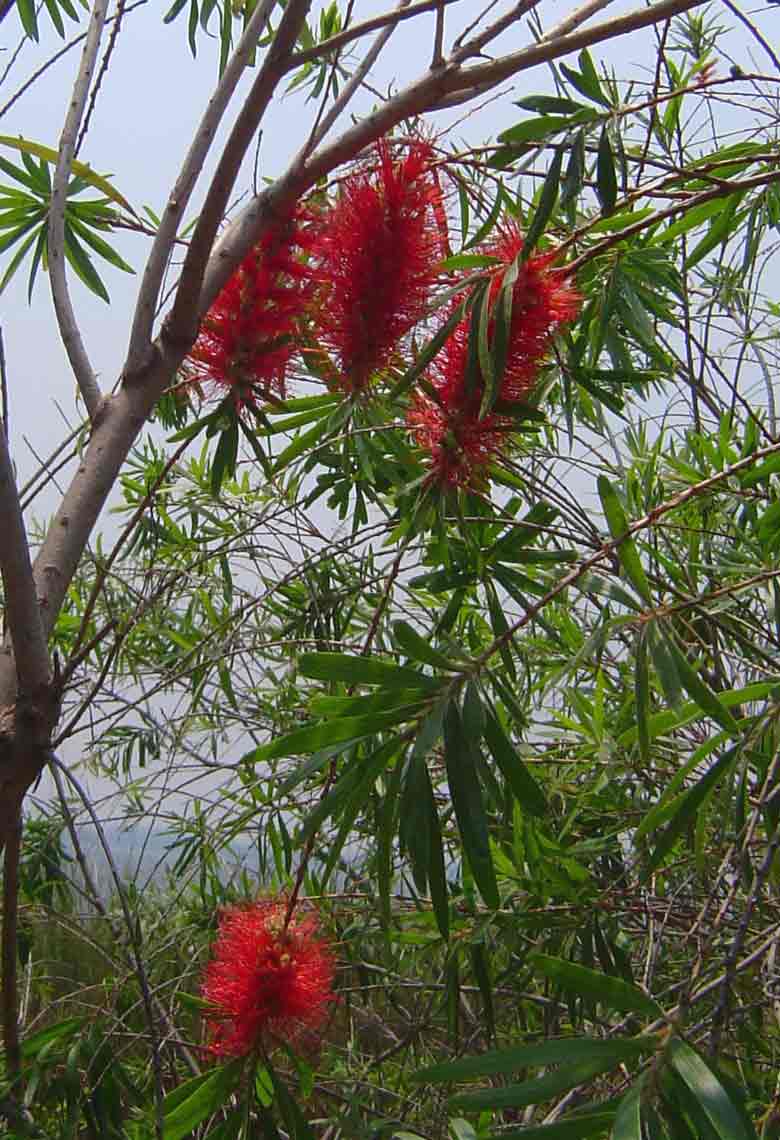 Callistemon viminalis