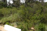 Callistemon viminalis