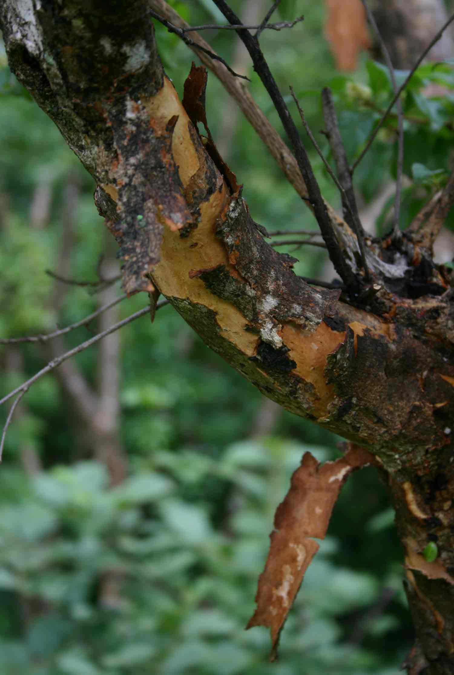 Heteropyxis dehniae