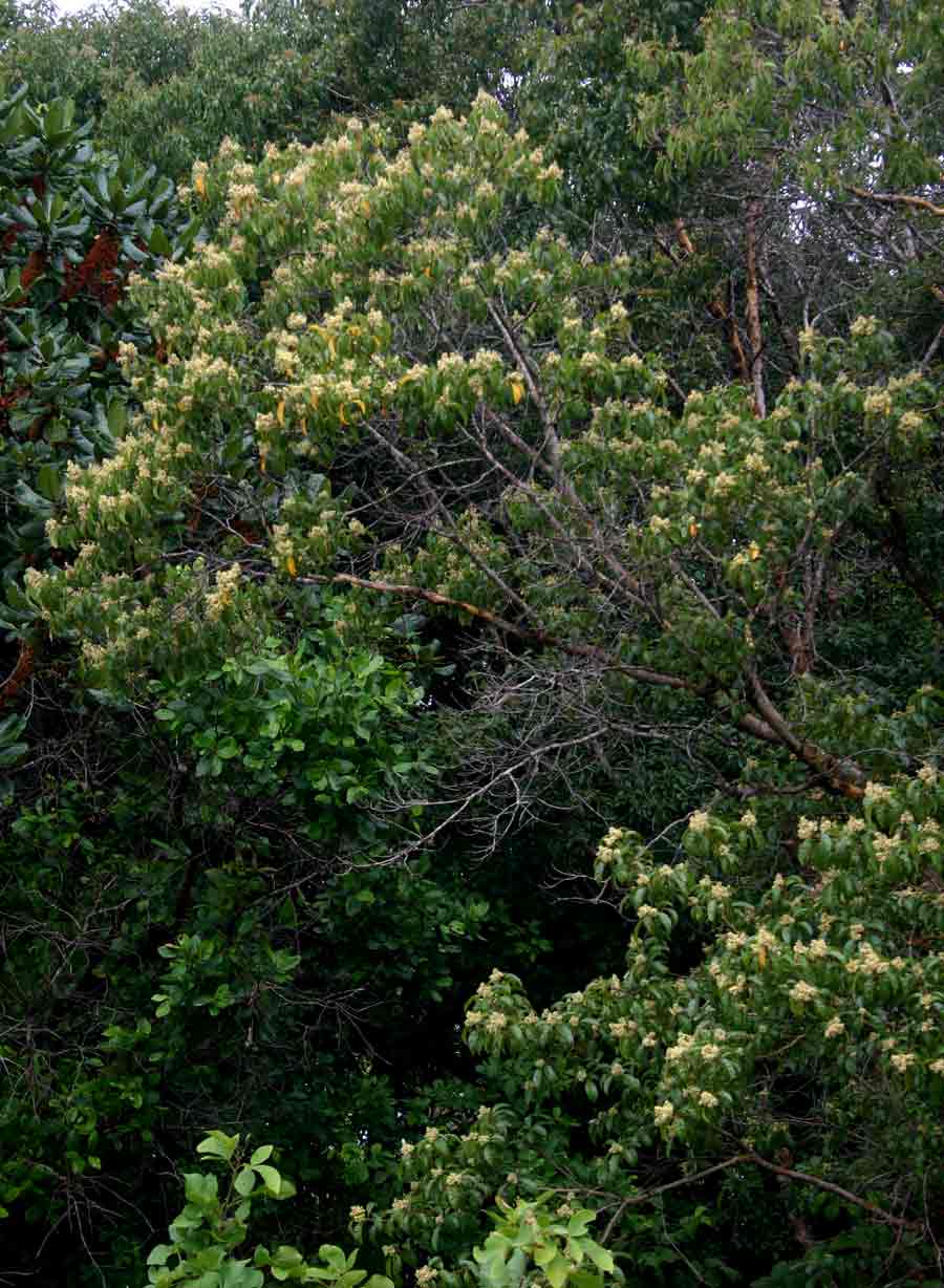 Heteropyxis dehniae