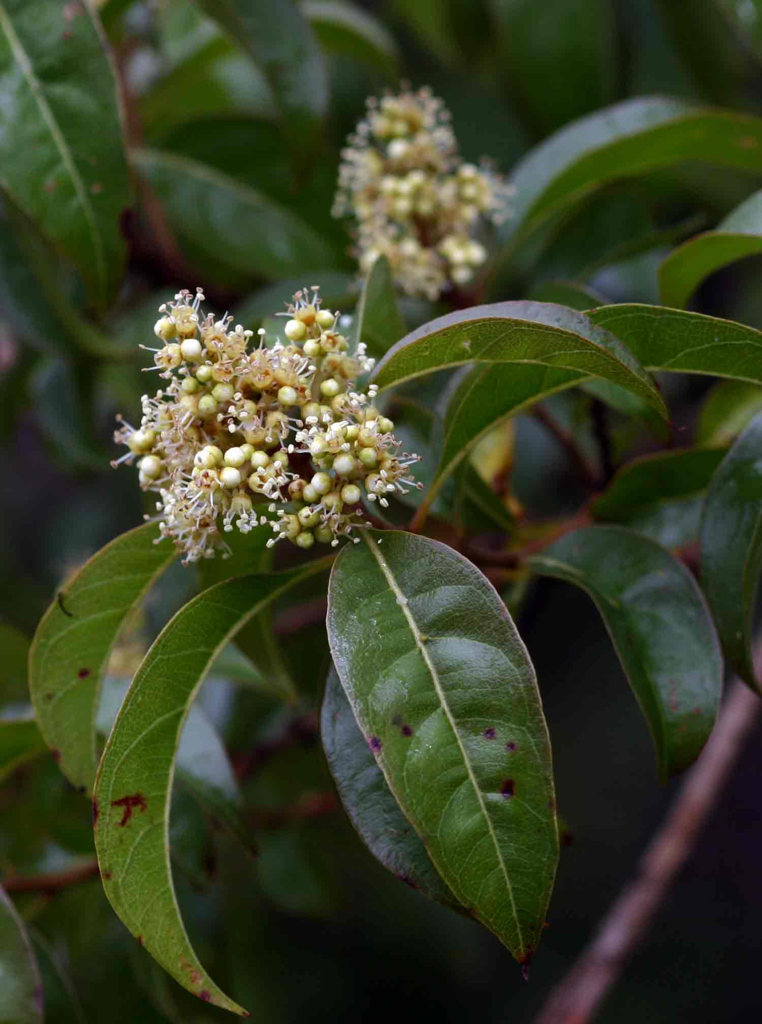 Heteropyxis dehniae