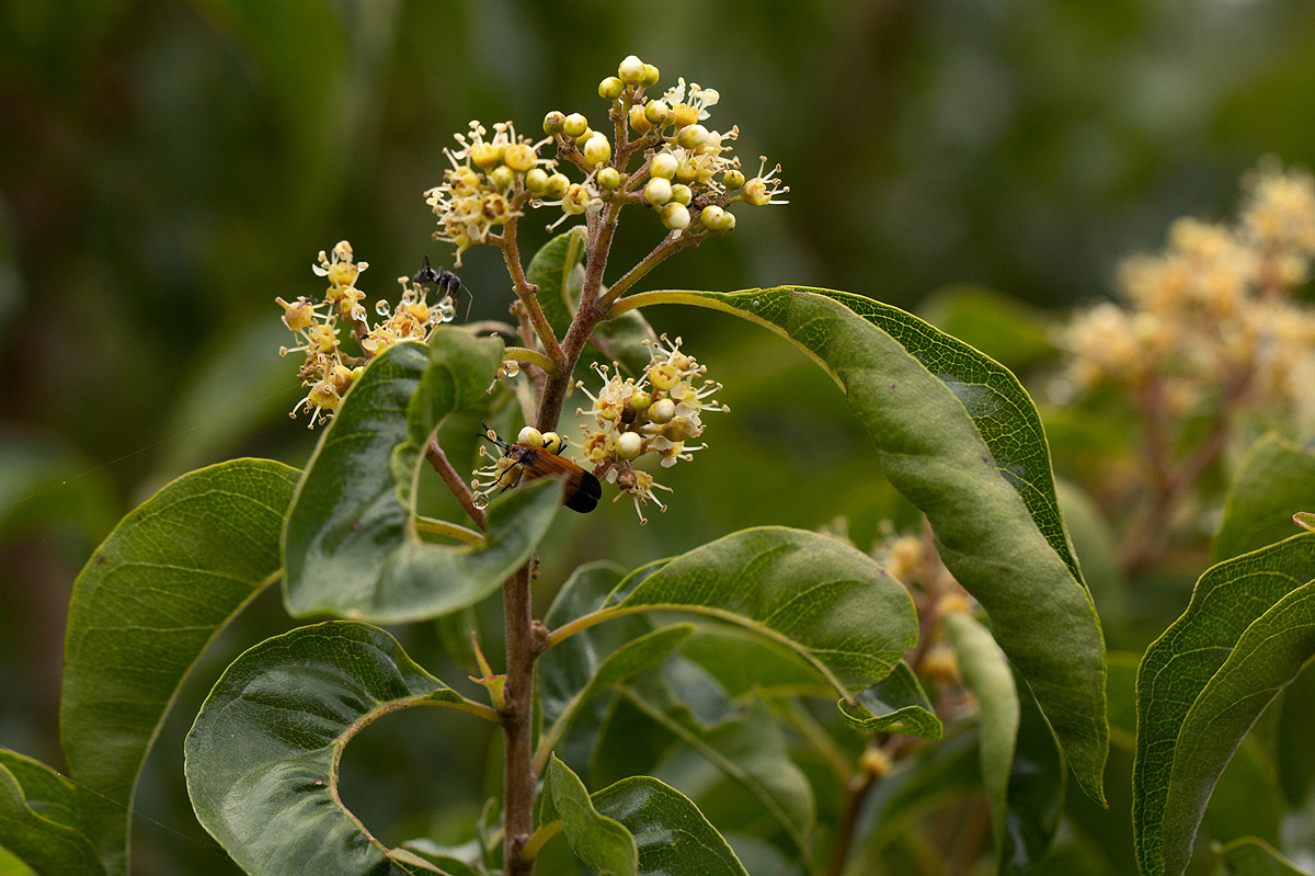 Heteropyxis dehniae