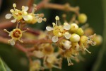 Heteropyxis dehniae