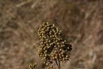 Heteropyxis dehniae