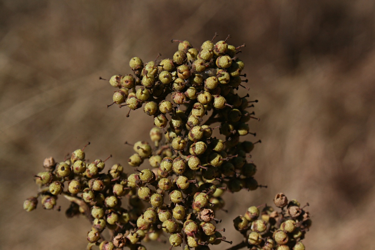 Heteropyxis dehniae
