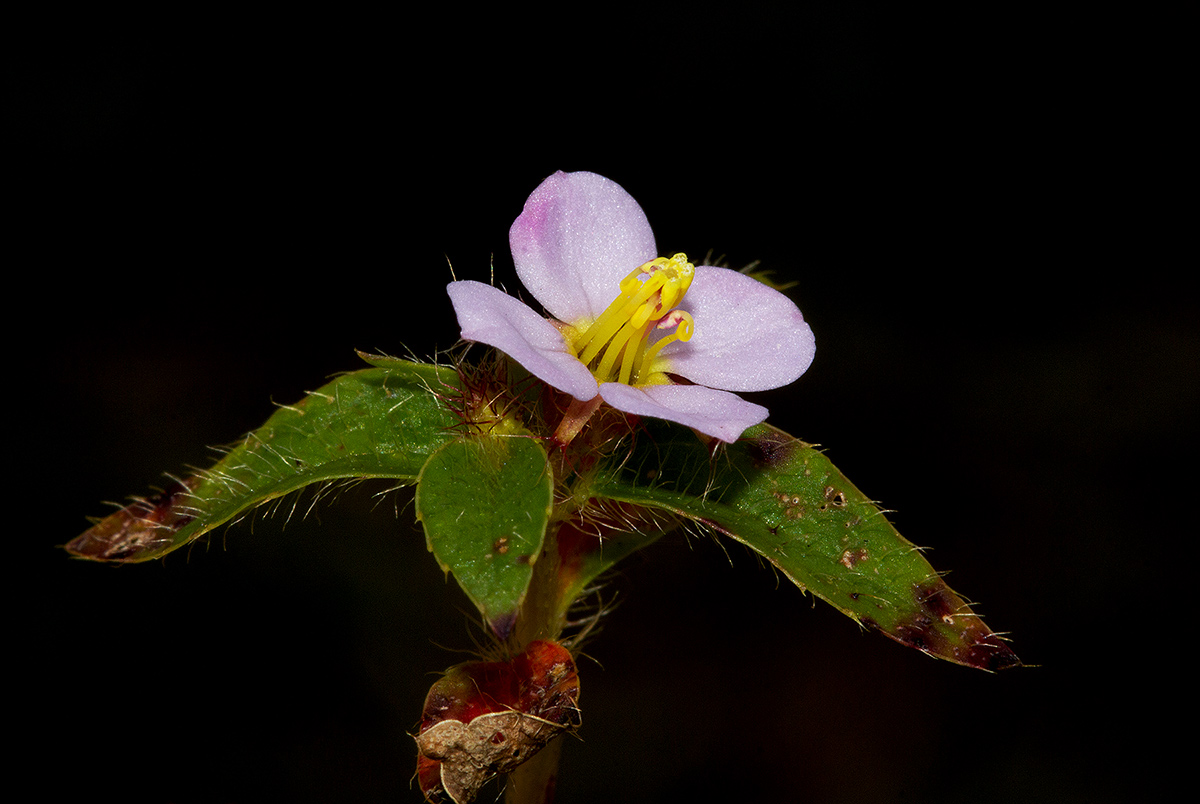 Antherotoma naudinii