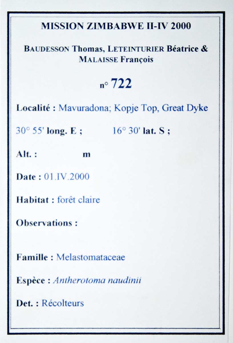 Antherotoma naudinii