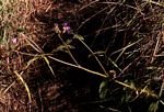 Antherotoma senegambiensis var. senegambiensis