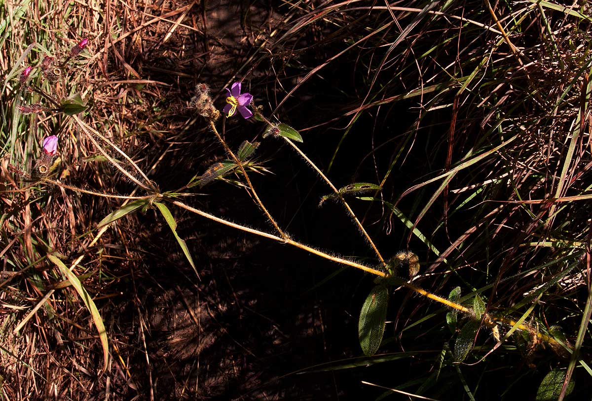 Antherotoma senegambiensis var. senegambiensis
