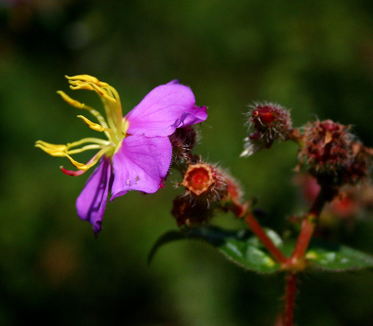 Antherotoma senegambiensis var. senegambiensis