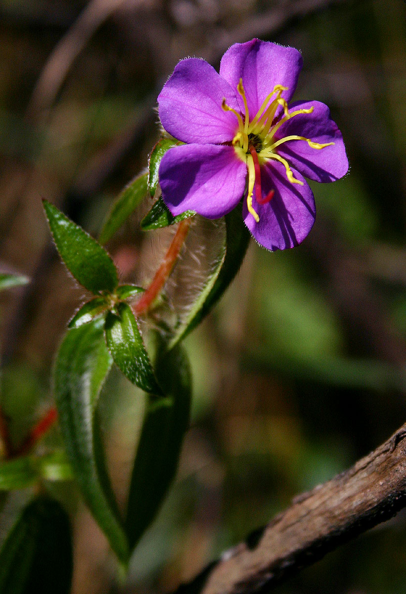 Antherotoma senegambiensis var. senegambiensis