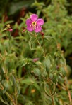 Antherotoma senegambiensis var. senegambiensis